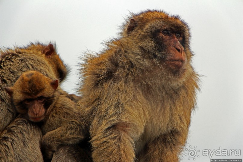 Маготы, или берберские макаки — "коренные" жители Скалы Маготы, или берберские макаки — "коренные" жители Скалы