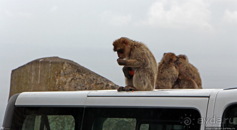 Маготы, или берберские макаки — "коренные" жители Скалы Маготы, или берберские макаки — "коренные" жители Скалы