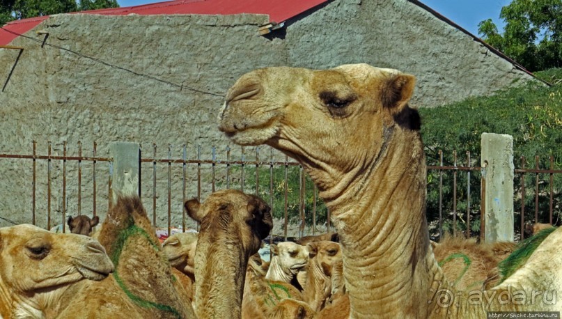 "Сити-тур" по Харгейсе (столице Сомалиленда)