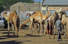 "Сити-тур" по Харгейсе (столице Сомалиленда)