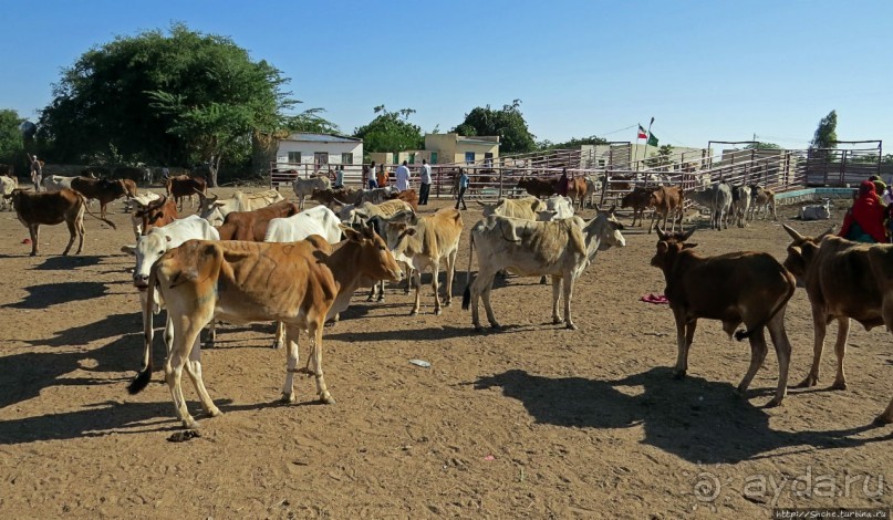 "Сити-тур" по Харгейсе (столице Сомалиленда)