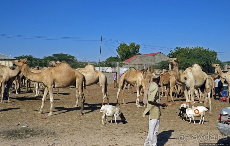 "Сити-тур" по Харгейсе (столице Сомалиленда)