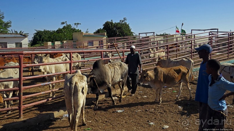 "Сити-тур" по Харгейсе (столице Сомалиленда)
