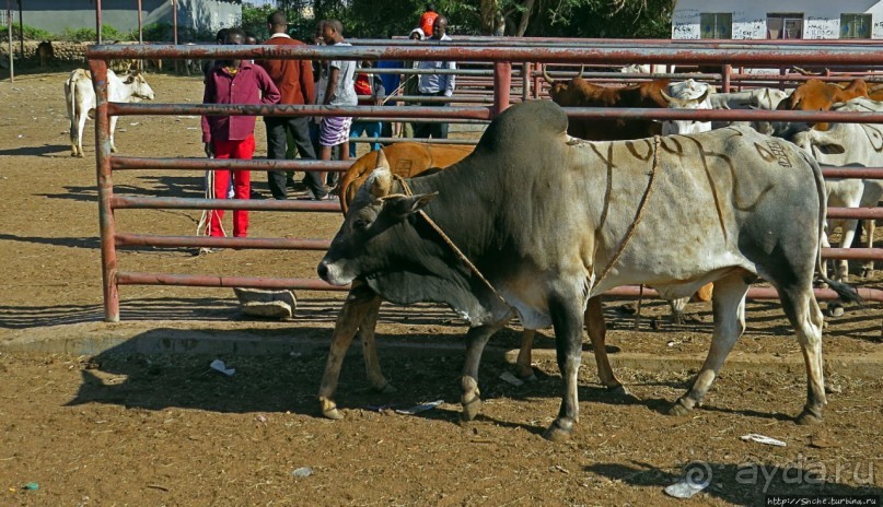 "Сити-тур" по Харгейсе (столице Сомалиленда)