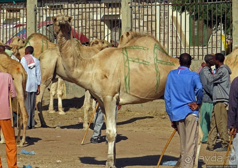 "Сити-тур" по Харгейсе (столице Сомалиленда)