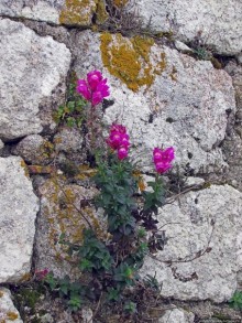 Страж, ушедший на покой