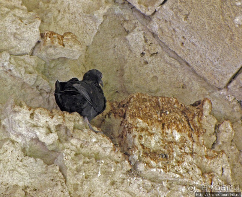 Альбом отзыва "Аббатство Беллапаис- эстетичные развалины в готическом стиле"