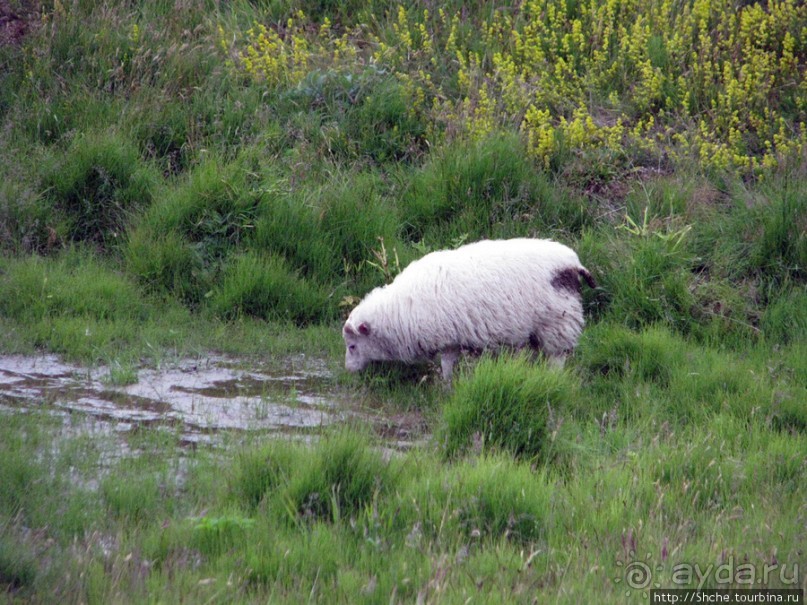 Водопад Seljalandsfoss - пройтись под струей