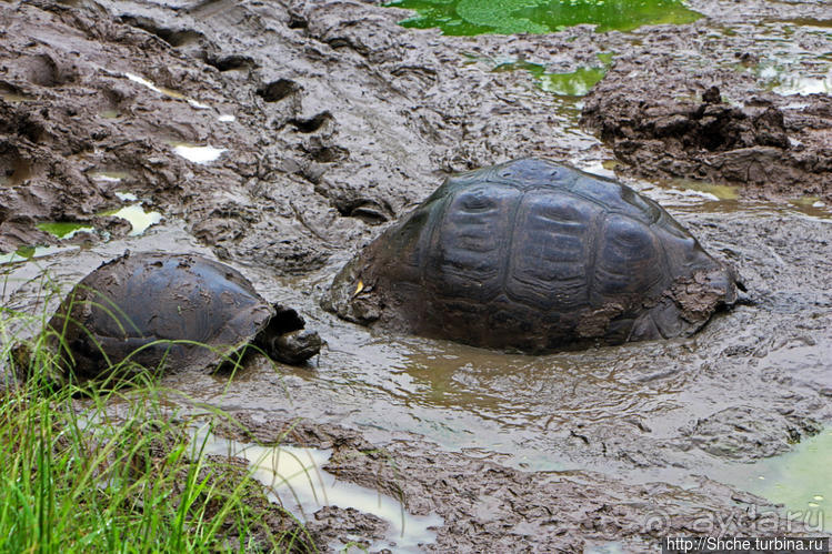 Истинные хозяева Галапагос
