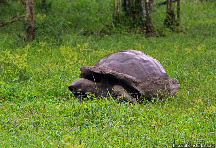 Истинные хозяева Галапагос