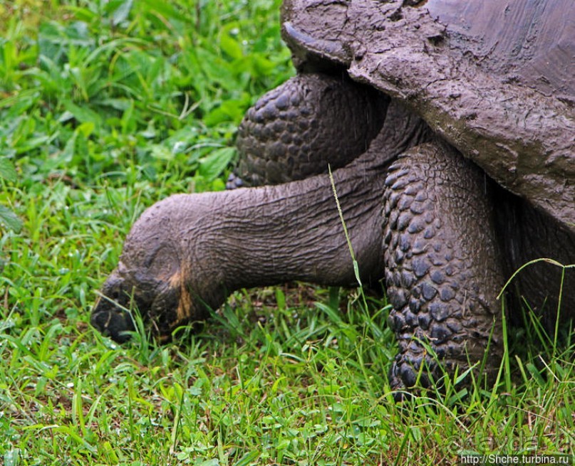 Истинные хозяева Галапагос