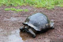 Истинные хозяева Галапагос