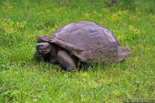 Истинные хозяева Галапагос