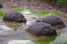 Истинные хозяева Галапагос