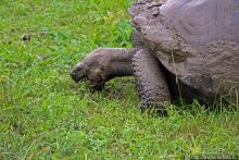 Истинные хозяева Галапагос