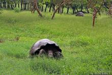 Истинные хозяева Галапагос