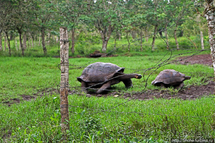 Истинные хозяева Галапагос