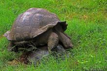 Истинные хозяева Галапагос