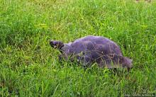 Истинные хозяева Галапагос