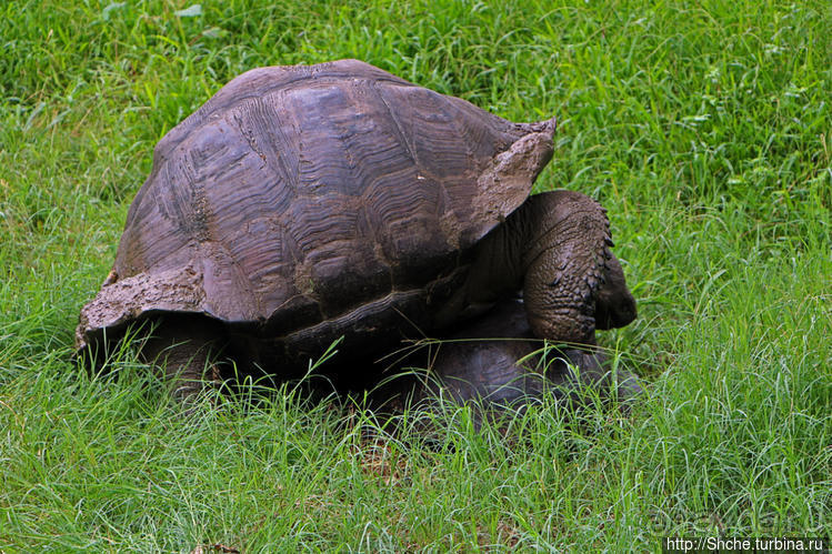 Истинные хозяева Галапагос