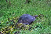 Истинные хозяева Галапагос