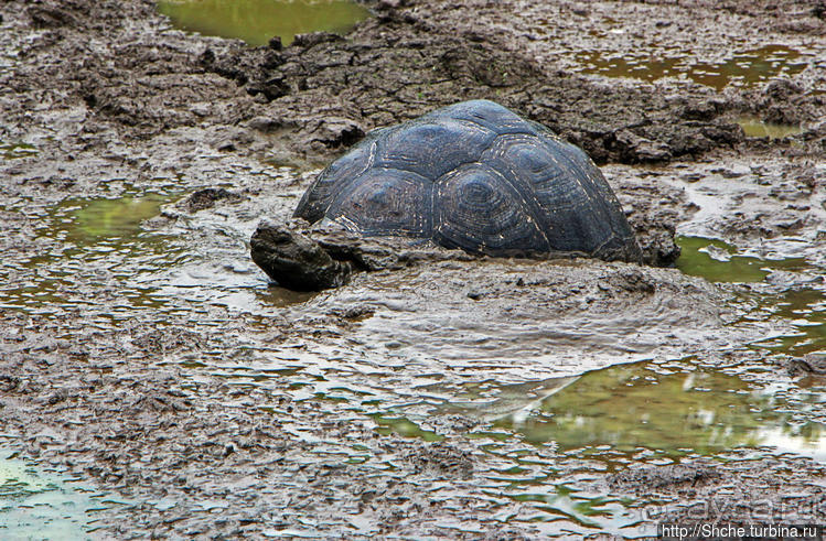 Истинные хозяева Галапагос