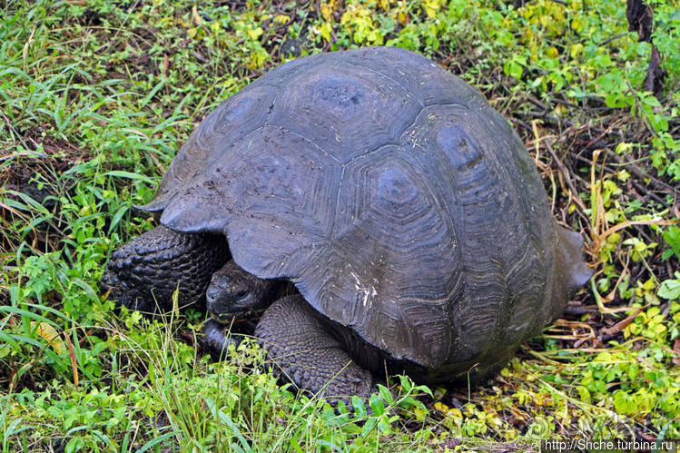 Истинные хозяева Галапагос