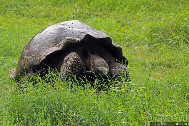Истинные хозяева Галапагос