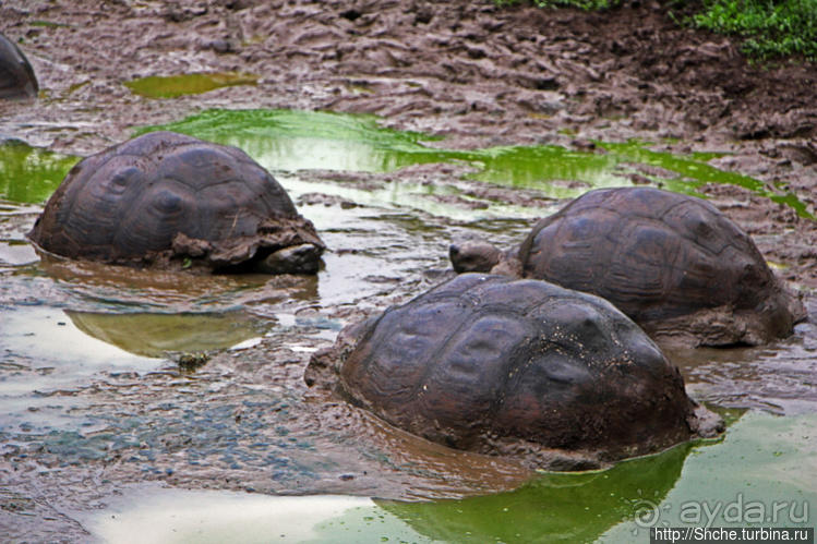Истинные хозяева Галапагос