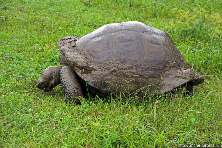 Истинные хозяева Галапагос