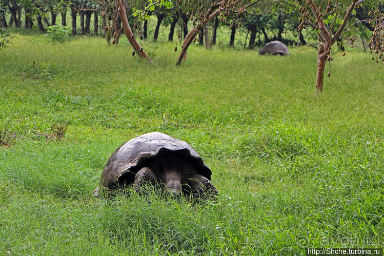 Истинные хозяева Галапагос