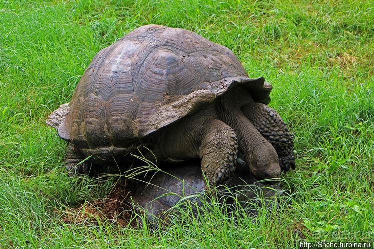 Истинные хозяева Галапагос