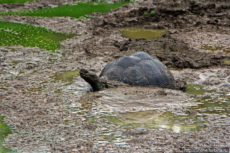 Истинные хозяева Галапагос