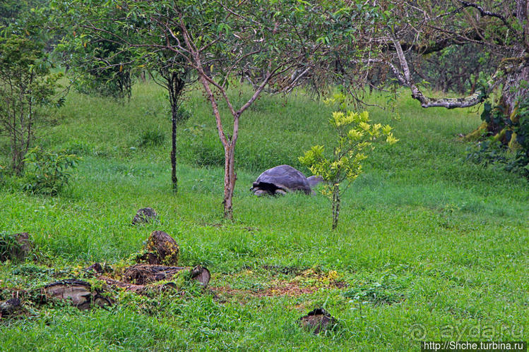Истинные хозяева Галапагос