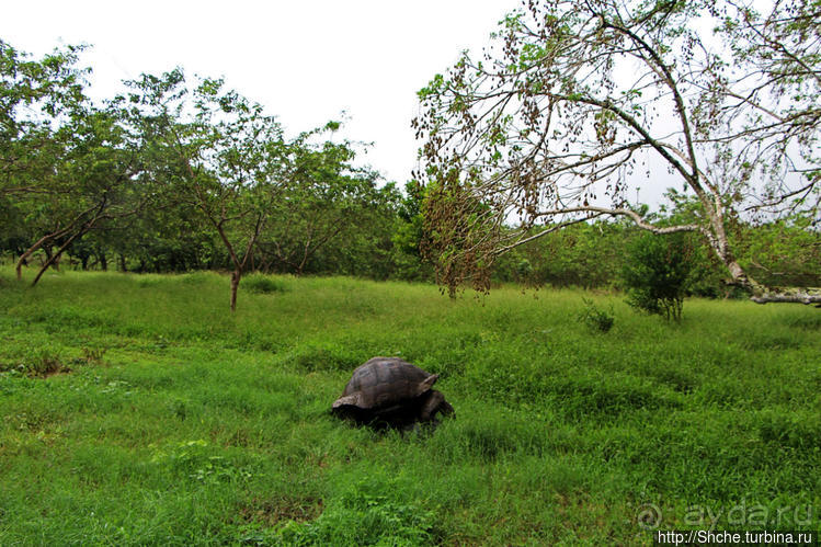Истинные хозяева Галапагос