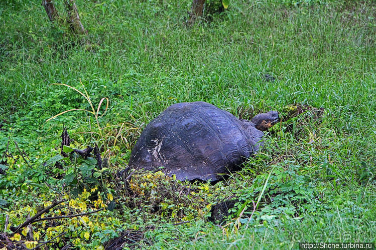 Истинные хозяева Галапагос