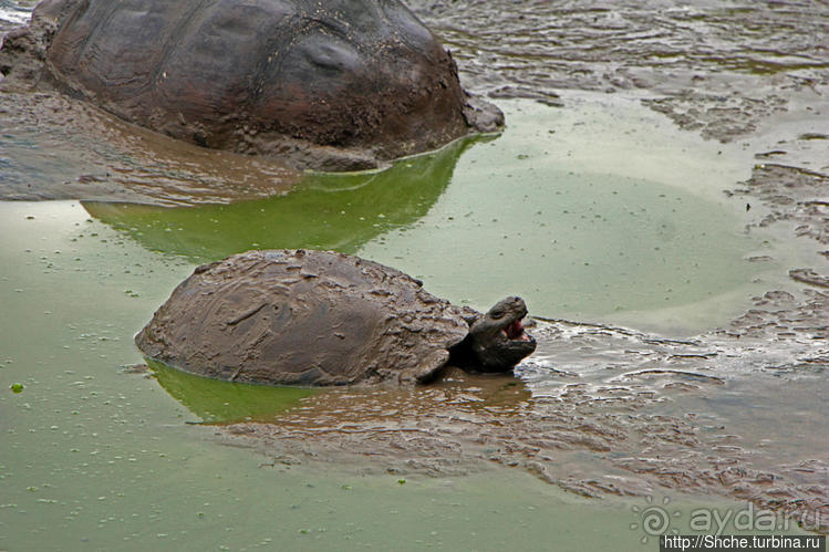 Истинные хозяева Галапагос