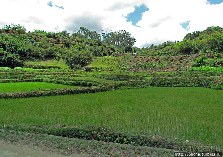 В грязи смешались зебу, люди,...