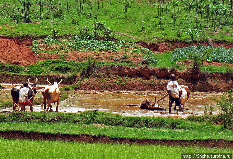 В грязи смешались зебу, люди,...