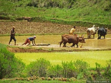 В грязи смешались зебу, люди,...