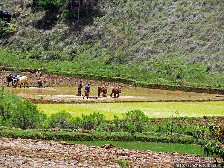 В грязи смешались зебу, люди,...