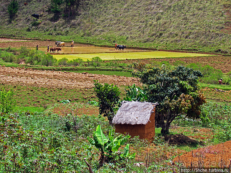 В грязи смешались зебу, люди,...
