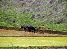 В грязи смешались зебу, люди,...