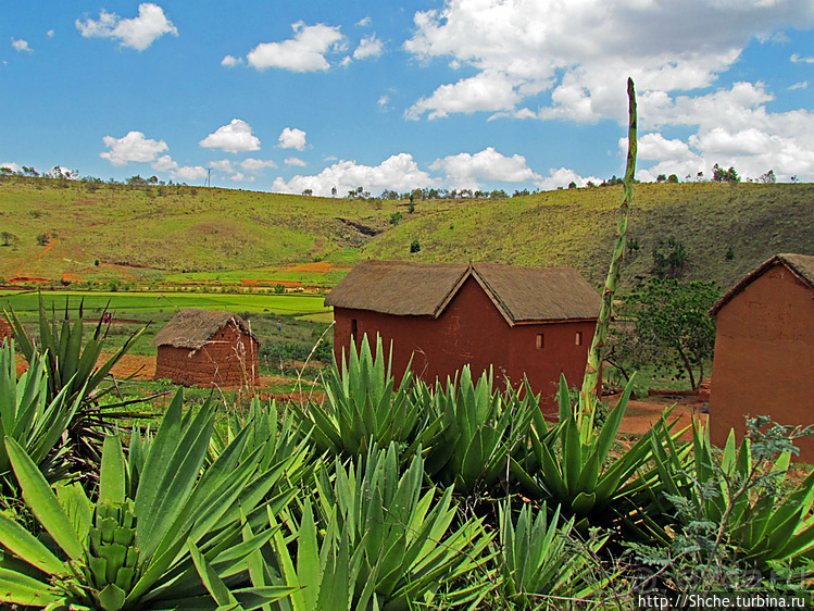 В грязи смешались зебу, люди,...