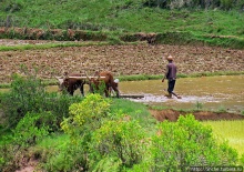В грязи смешались зебу, люди,...