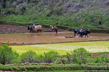 В грязи смешались зебу, люди,...