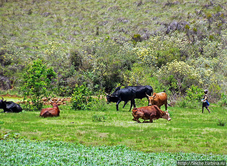 В грязи смешались зебу, люди,...