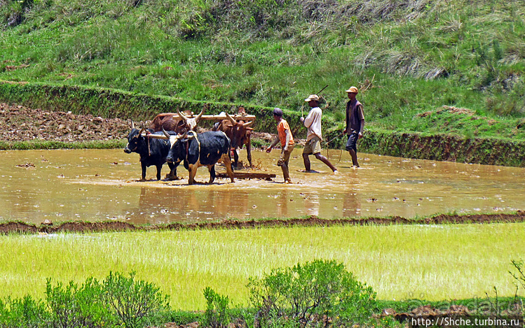 В грязи смешались зебу, люди,...