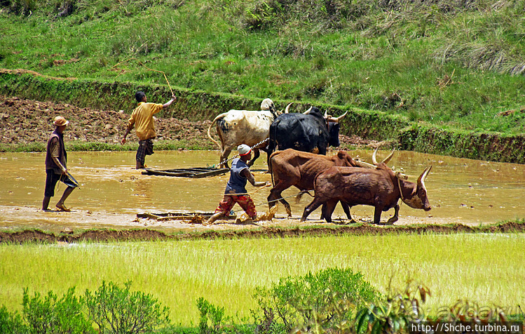 В грязи смешались зебу, люди,...