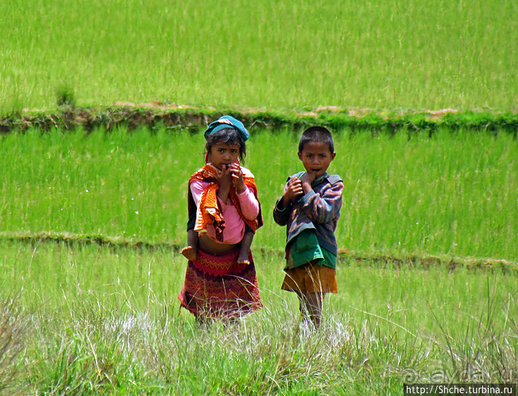 В грязи смешались зебу, люди,...